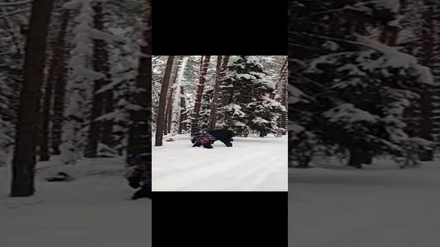 Зимой в лесу забава.mp4
