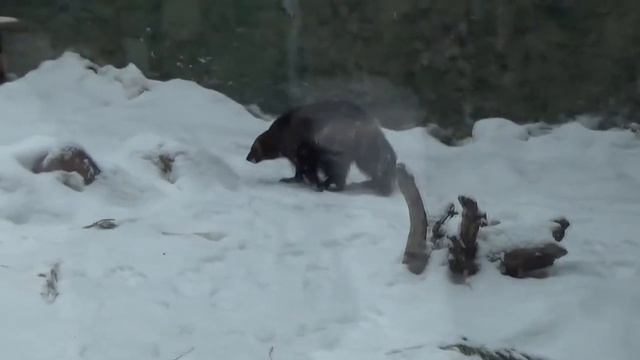Лимпопо 30 01 21
