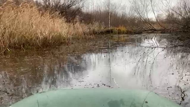 забытое видео охоты на бобра