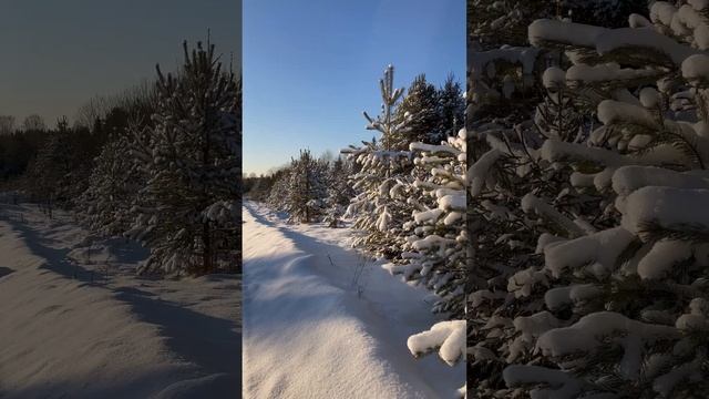 Утро в снежном лесу. Белая зима.