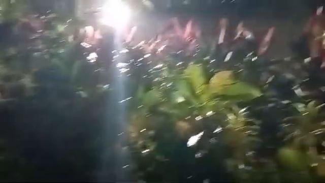 Ночной сад старинной виллы жизни универсологов на Гоа в Индии. Мир Универсологии