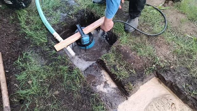 Абиссиним в Подсосенках