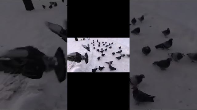Покормите голубей.#голуби_зимой