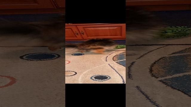 ЛЮБИМАЯ ИГРУШКА ЛАНЫ