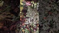 20 декабря. ОЩУЩЕНИЕ ВЕСНЫ НЕ ПОКИДАЕТ. Хочется гулять по саду. #сад #цветы #клумбы