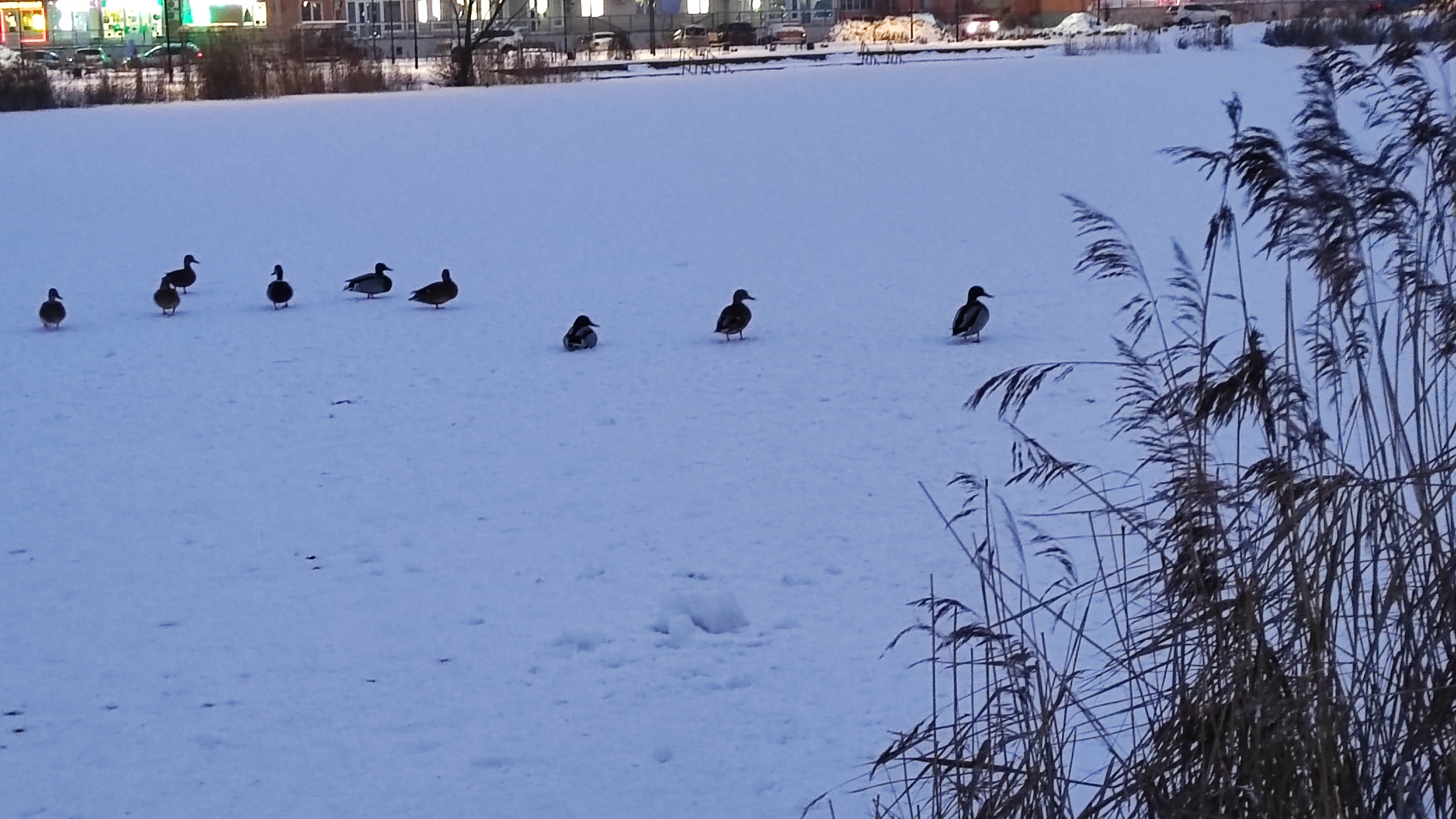 Финишная прямая. Утки🦆 декабрь ❄️