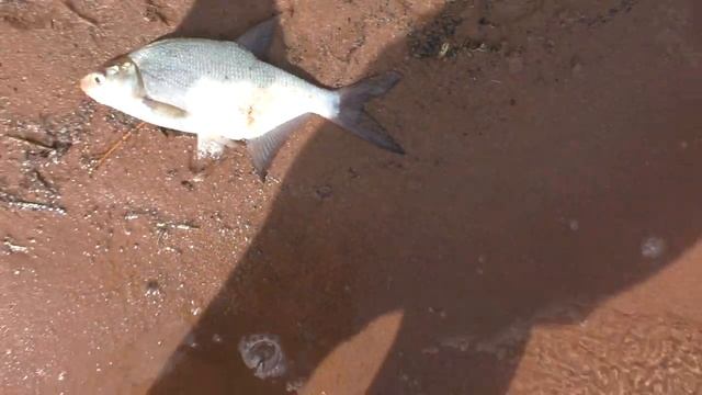 поймал подлещика на братском водохранилище.#рыбалка #fishing #automobile