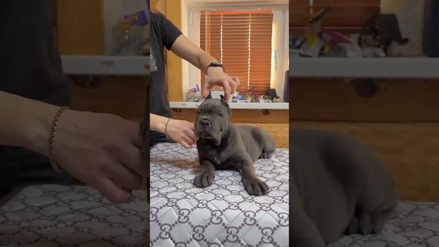 Серая девочка