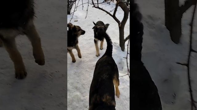 Дорати пытается украсть сало с птичьей кормушки 🤣