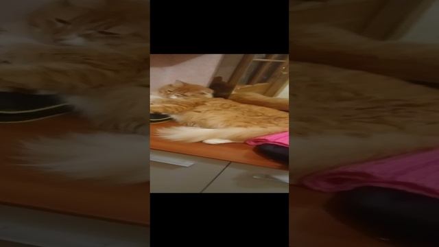 🐈🐈🐈Котик Золтон .