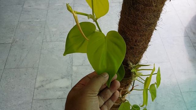 Philodendron Oxycardium Golden | फिलोडेंड्रोन नियॉन केयर | Care and Propagation | Lemonlime, Neon |