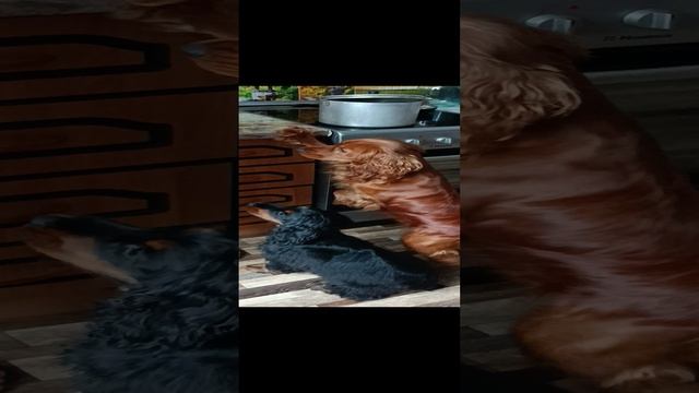 Любимые попрошайки)))