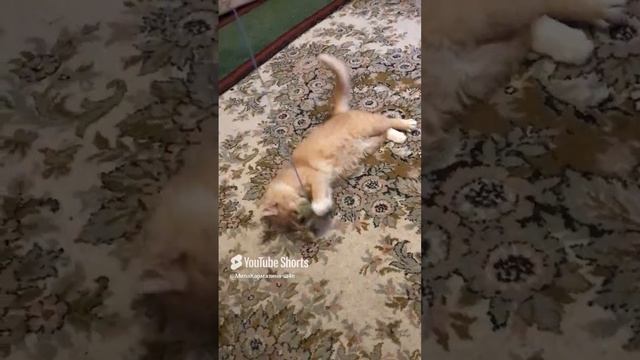 Санкт-Петербург. 25.12.2024. Котеночек Персик охотится из засады