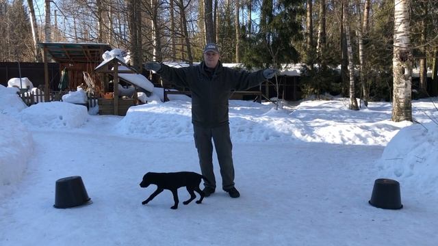 Воспитание легавой. Команда "ко мне", челнок и апортировка.