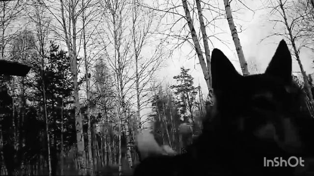 InShot_20241105_160251541