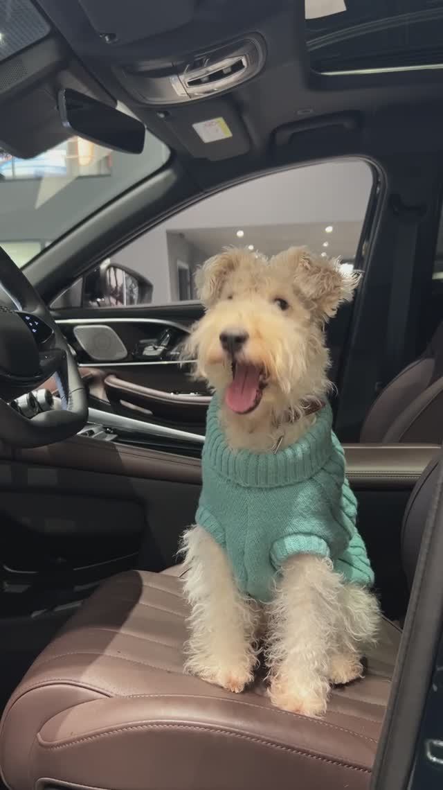 Exeed Центр Арконт pet-friendly.