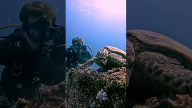 Подводный мир