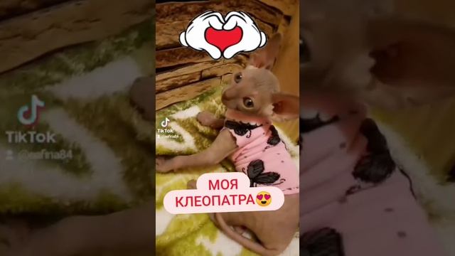 Мой которебёнок