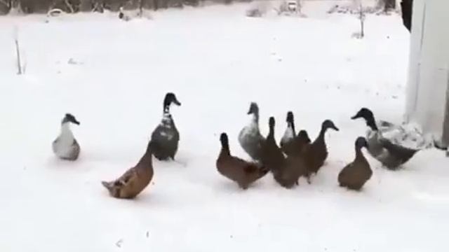 Зимняя экспресс-прогулка480P456279921.mp4