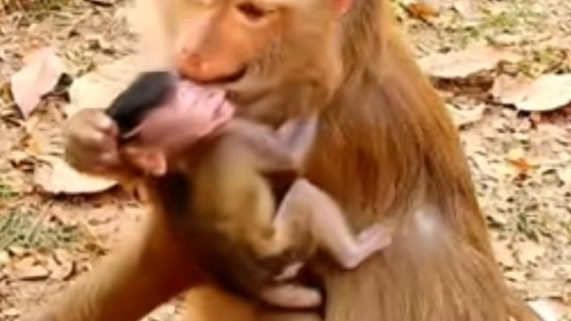 Острая фаза отлучения Monkey baby от...