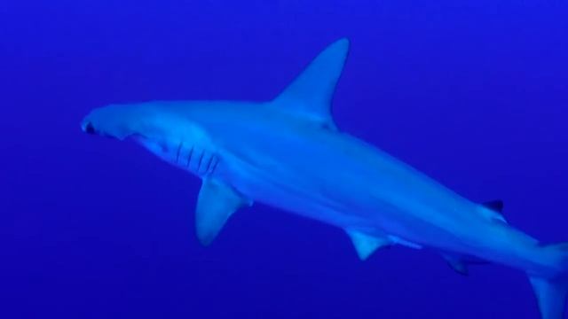 Hammerhead Sharks