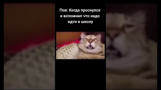 проснулся и вспомни что в шк #youtubeshorts #youtube #мемы #рекомендации #2023 #2024 #ютуб #реки