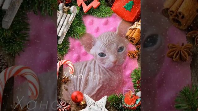 InShot_20241225_200311310.mp4