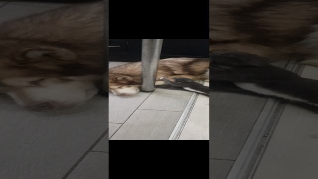 20241210_102929.mp4