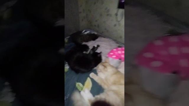 сон котиков - это святое