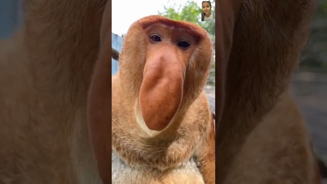 Monkey