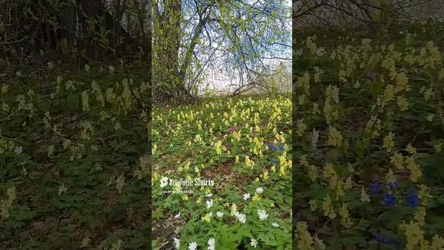 Одни из первых, после долгой зимы