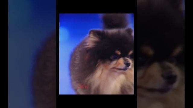 Ёнтани