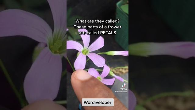 What is the meaning of the word "petals"
