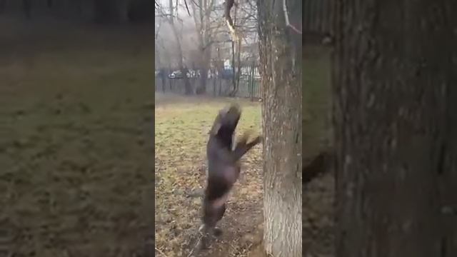 Питбуль Дила