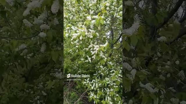 Черемуха душистая