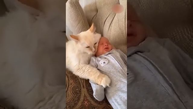 На это можно смотреть ВЕЧНО!! Смешные Кошки и Собаки! 😂😂😂  #Shorts (360p).mp4