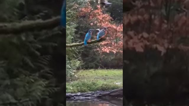 Самец птицы зимородок предлагает еду самке, но она продолжает игнорировать