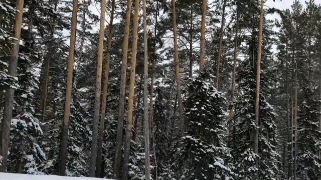 Путешествия. Белокуриха. Гора Круглая. Февраль 2021г.