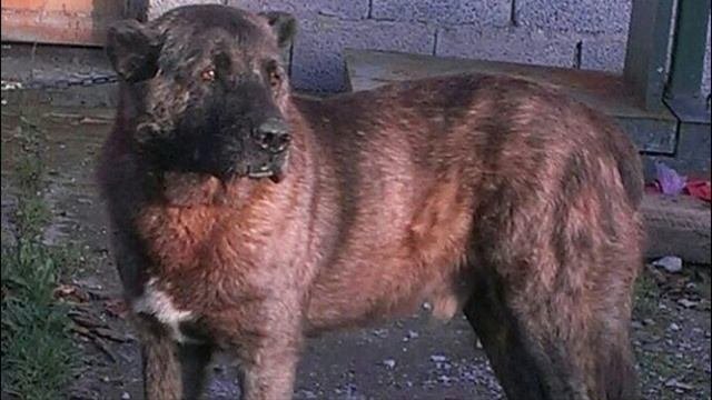Molossus Of Epirus - TOP 10 Interesting Facts