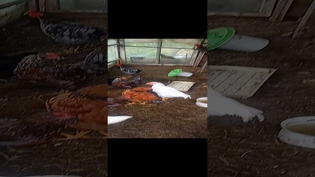 🐓🐓🐓🐓🐔 Петухи