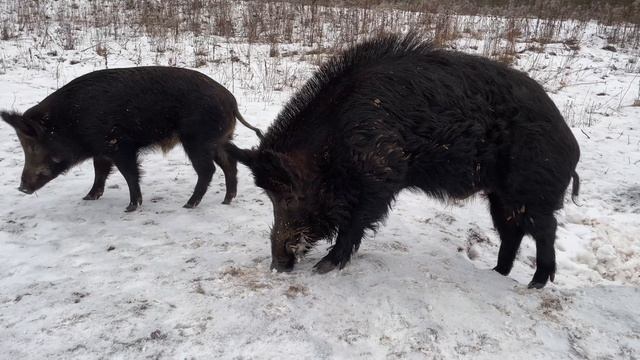 25-12-2024 Охота на Кабана в вольере