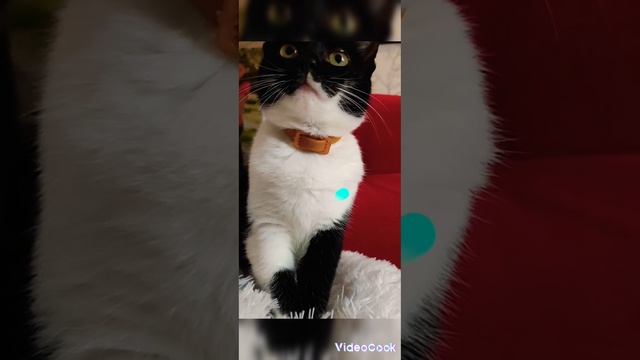 Marry Christmas Kysa ⛄😺 с наступающим новым годом!!! ho3 🎄