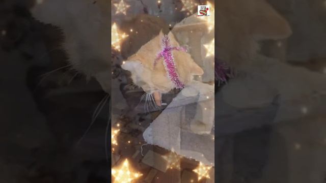 Рыжуля поблагодарил Друзей за подарки 🎁🙏❤️ и начал готовить ребят к Новому году 🎄🎅☃️🎉😻