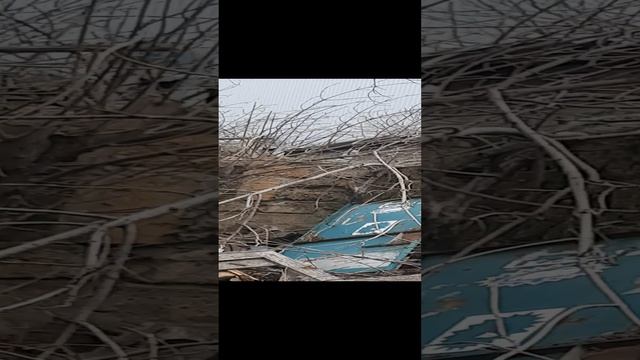 Отлов диких кошек на стерилизацию Крым