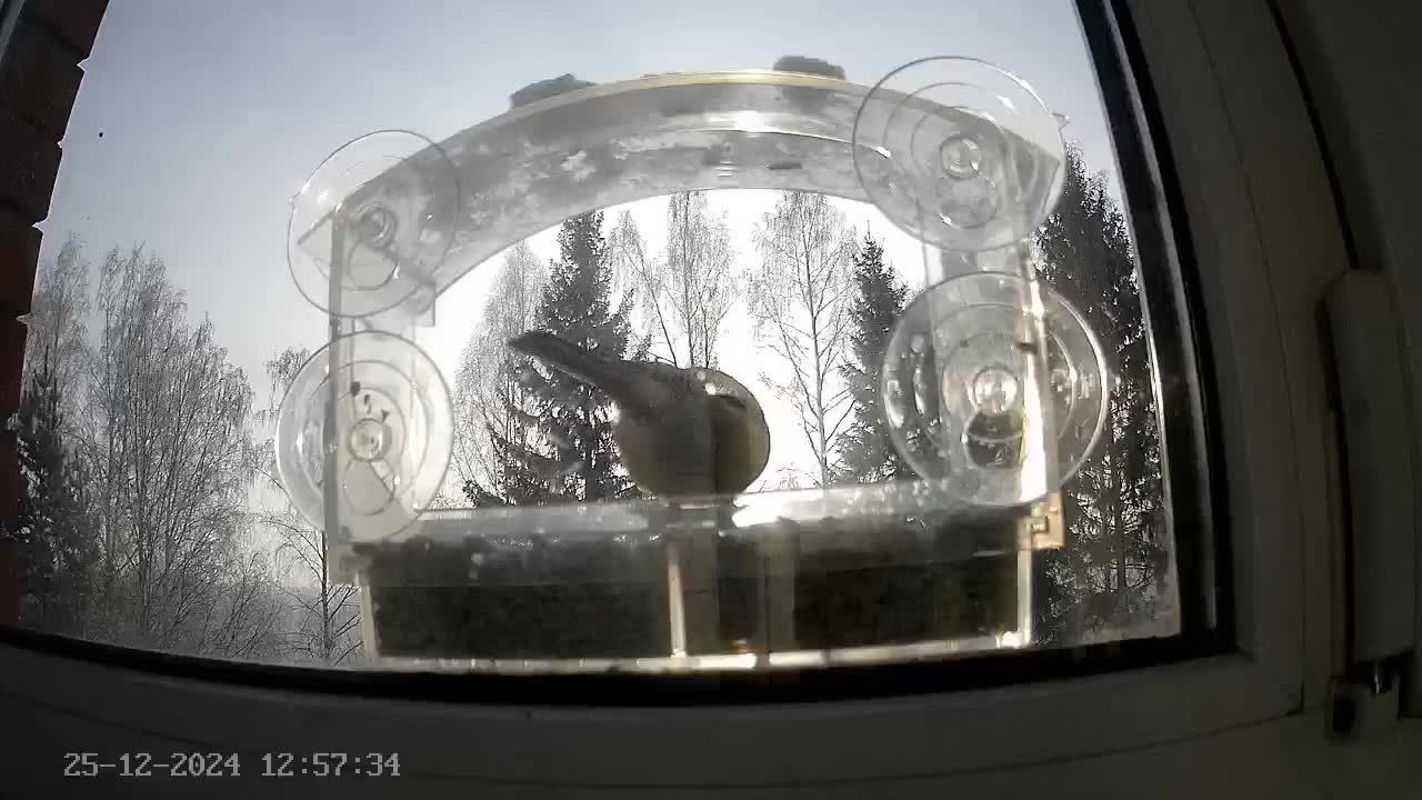 Кормушечка 25.12.24