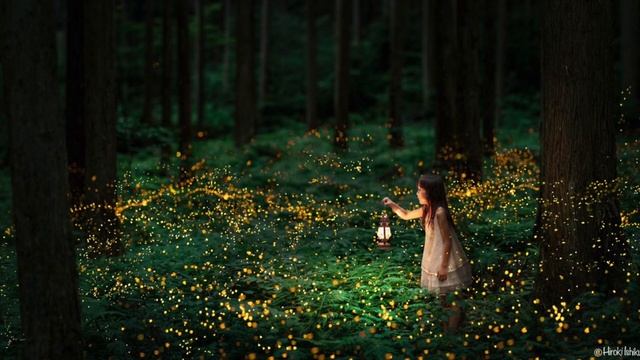 Forest Stories