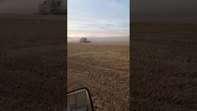 Уборка пшеницы 2024