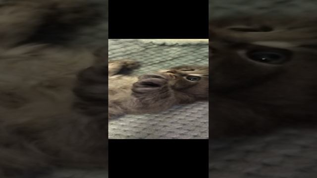 VID_20241202_110425.mp4