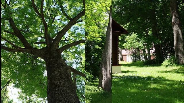 усадьба Спасское-Лутавиново