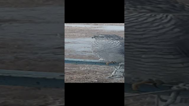20241215_091232.mp4